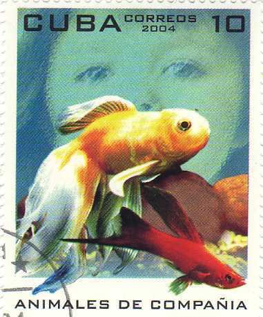 (№4626) Марка Куба 2004 год &quot;Декоративных Рыб&quot;, Негашеная