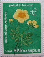 (1976-089) Марка Болгария "Пятилистник кустарниковый"   Цветение II Θ