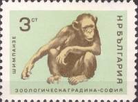 (1966-031) Марка Болгария "Шимпанзе"   Софийский зоопарк III Θ