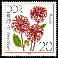 (1979-053) Марка Германия (ГДР) "Георгин "Розали""    Выставка садоводства, Эрфурт III Θ