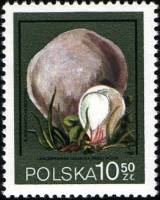 (1980-035) Марка Польша "Головач гигантский"    Грибы III O