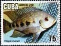 (№4370) Марка Куба 2001 год "Пять пятно Тилапии Тилапия mariae", Негашеная