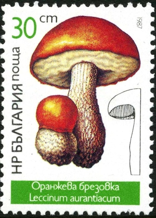 (1987-008) Марка Болгария &quot;Подосиновик&quot;   Грибы III Θ