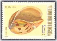 (1970-017) Марка Вьетнам "Индийский завиток"   Морские раковины III Θ