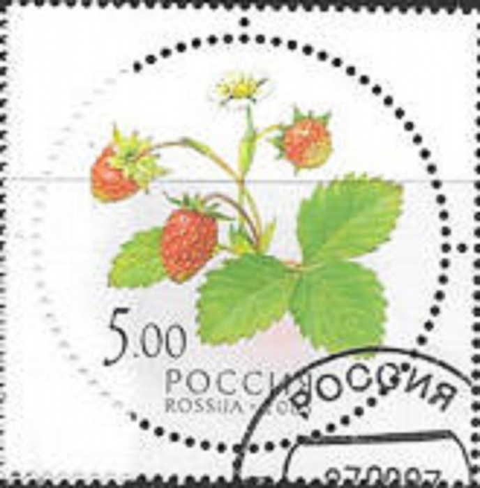 2003-067  Марка Россия Земляника  Дары природы III Θ