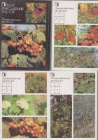 Набор открыток "Лекарственные растения" 18 шт. 1988 г.