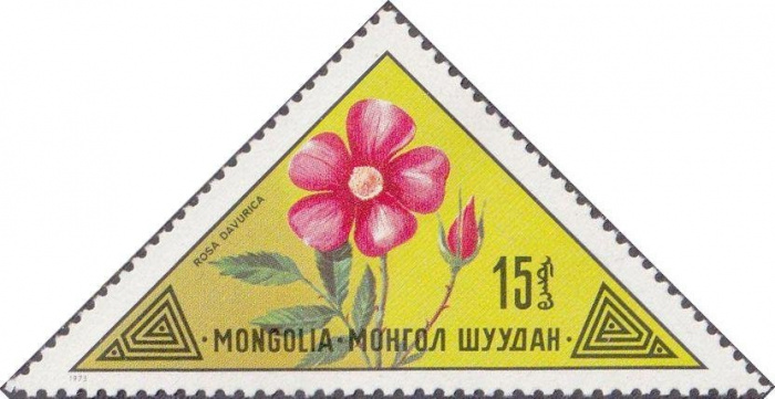 (1973-063) Марка Монголия &quot;Даурская роза&quot;    Дикие растения Монголии III Θ