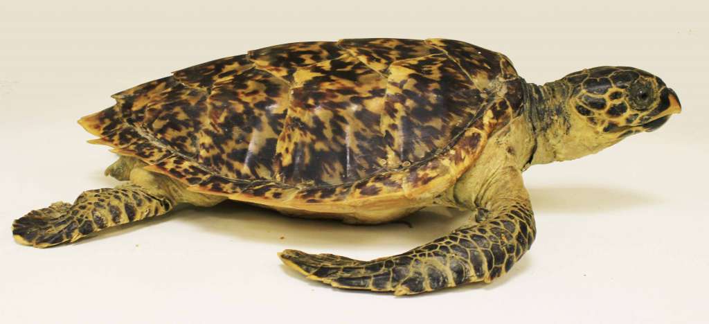 Чучело кубинской морской черепахи с большими плавниками (сост. на фото)