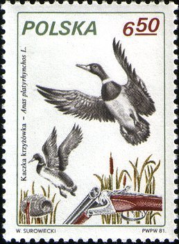 (1981-026) Марка Польша &quot;Кряква&quot;    Охота III O