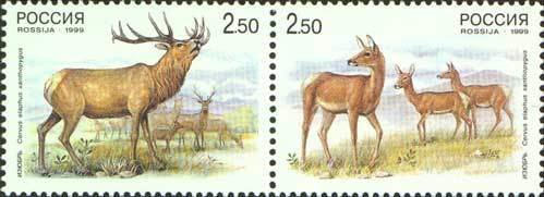 1999-026-27 Сцепка 2 м Россия 2.5 руб x2 Изюбрь  Вариант №1 Фауна Олени Буклет 