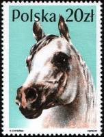 (1989-004) Марка Польша "Арабская лошадь"    Лошади III Θ