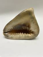 Большая морская раковина Акулья пасть