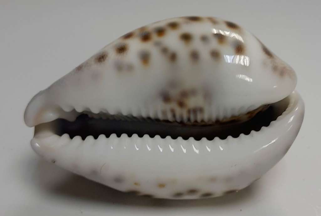 Тигровая ракушка, натуральная (сост. на фото)