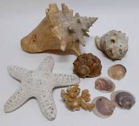 Набор морских раковин 9 шт. (сост. на фото)
