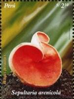 (№2007-2248) Марка Перу 2007 год "Sepultaria червя arenicola", Гашеная