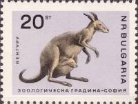 (1966-036) Марка Болгария "Кенгуру"   Софийский зоопарк II O