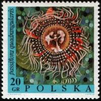 (1968-018) Марка Польша "Страстоцвет четырёхгранный"   Выставка цветов III Θ