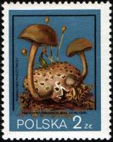 (1980-031) Марка Польша "Моховик паразитный"    Грибы III Θ
