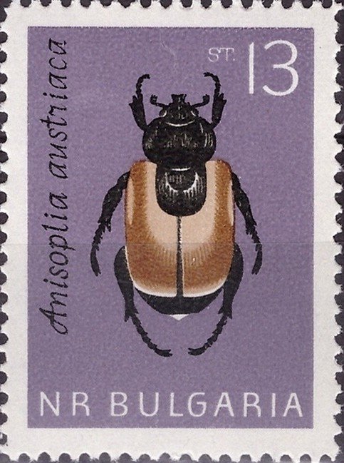 (1964-031) Марка Болгария &quot;Жук-кузька посевной&quot;   Насекомые II Θ