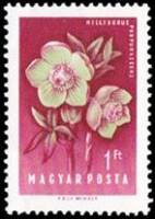 (1958-054) Марка Венгрия "Морозник красноватый"    Цветы III Θ