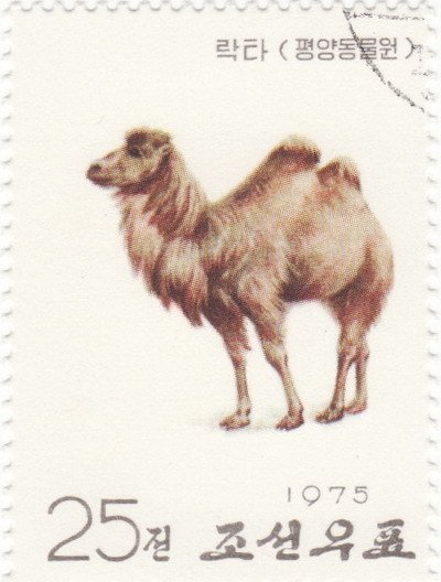 (1975-005) Марка Северная Корея &quot;Двугорбый верблюд&quot;   Зоопарк Пхеньяна III Θ