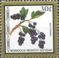 (1987-043) Марка Монголия "Черная смородина "    Съедобные ягоды III Θ