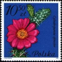 (1981-067) Марка Польша "Цилиндропунция колючейшая"    Цветущие суккулентные растения III Θ