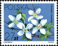 (1984-013) Марка Польша "Ломонос горный"    Вьющееся растение III Θ