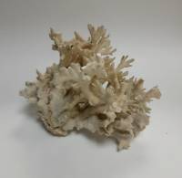 Коралл ветвистый, натуральный (сост. на фото)