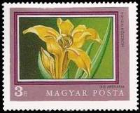 (1971-056) Марка Венгрия "Ирис аренария"    200th ann. of the Botanical Garden of the University of 