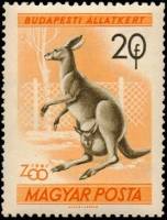 (1961-002) Марка Венгрия "Кенгуру"    Зоопарк Будапешта I O