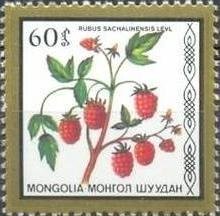 (1987-046) Сцепка (2 м) Монголия &quot;Малина&quot;    Съедобные ягоды III Θ