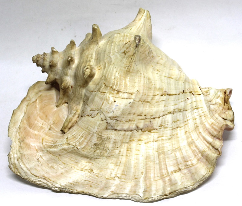 Морская раковина, большая, 26*20*15 см., есть скол (сост. на фото)