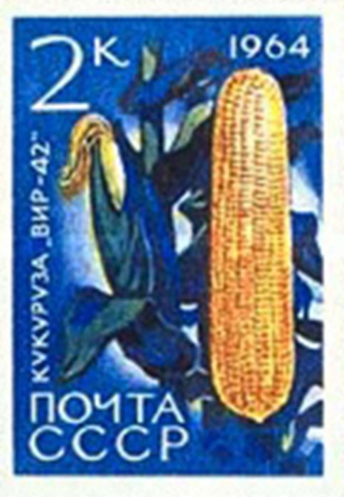 1964-081 Марка СССР Кукуруза ВИР-42 Без перф   Сельскохозяйственные культуры III O