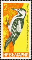 (1978-059) Марка Болгария "Сирийский дятел"   Дятлы II O