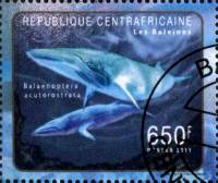 (№2011-3059) Марка Центрально-Африканская Республика 2011 год "Balaenoptera acutorostrata", Гашеная