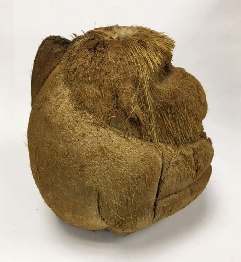 Обезьяна из кокоса (сост. на фото)