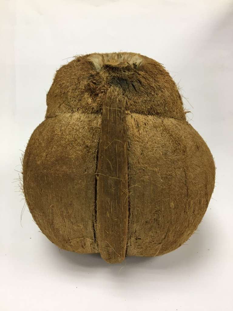 Обезьяна из кокоса (сост. на фото)