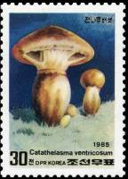 (1985-020) Марка Северная Корея "Шампиньон сахалинский"   Грибы III Θ