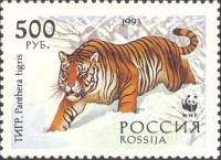 1993-064 Марка Россия Тигр в снегу  Уссурийский тигр III O