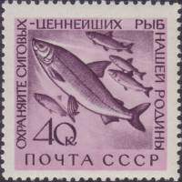 1960-079 Марка СССР Сиг   Фауна СССР. Охрана ценных рыб и морских животных I Θ