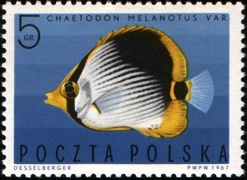 (1967-009) Марка Польша &quot;Черноспинная рыба-бабочка&quot;   Экзотические рыбы I Θ