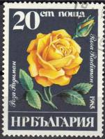 (1985-056) Марка Болгария "Роза Радиман"   Розы III Θ