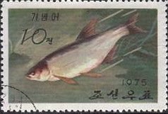 (1975-049) Марка Северная Корея &quot;Корейский таймень&quot;   Промысловые рыбы III Θ