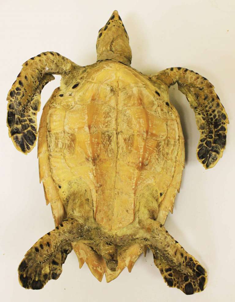 Чучело кубинской морской черепахи с большими плавниками (сост. на фото)