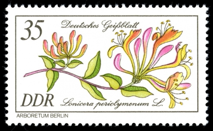 (1981-007) Марка Германия (ГДР) &quot;Жимолость вьющаяся&quot;    Растения II Θ