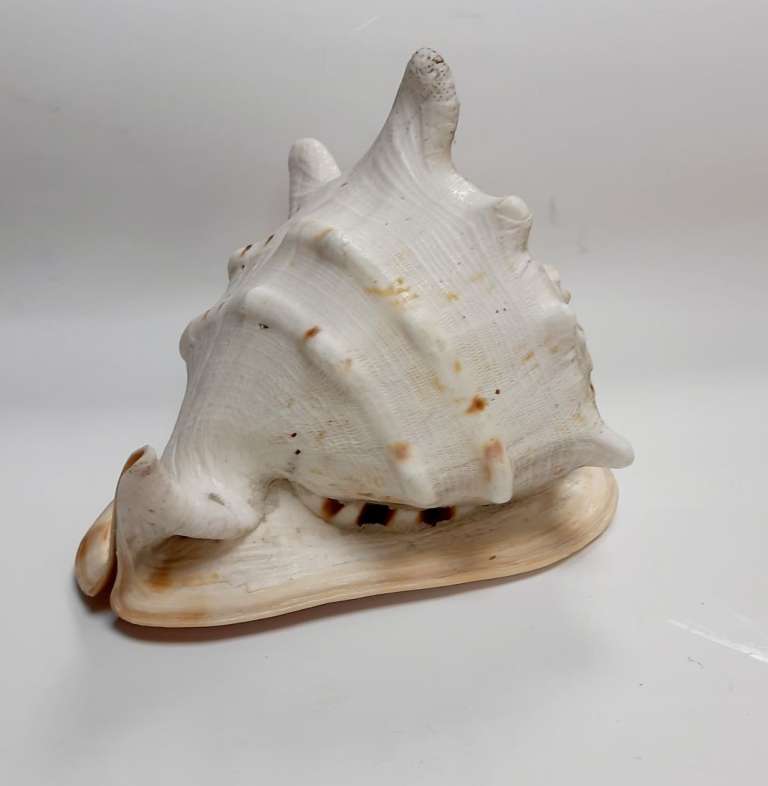 Большая морская раковина "Кассис" (сост. на фото)