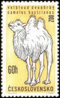 (1962-023) Марка Чехословакия "Двугорбый верблюд"    Животные III Θ