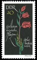 (1966-095) Марка Германия (ГДР) "Пыльцеголовник красный"    Растения под защитой II Θ