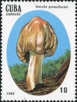 (1988-012) Марка Куба "Волоконница Патуйяра"    Ядовитые грибы III Θ